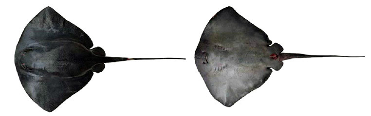 Pteroplatytrygon violacea_04.jpg